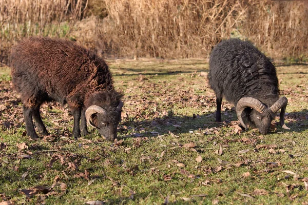 Brun Och Svart Ouessant Får Ängen — Stockfoto