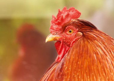 Arka planda yansıması olan kırmızı horoz kafası görüntüsü