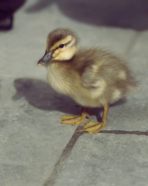 Duckling Smíšené Plemeno Divoké Indické Běžec Kachna — Stock fotografie