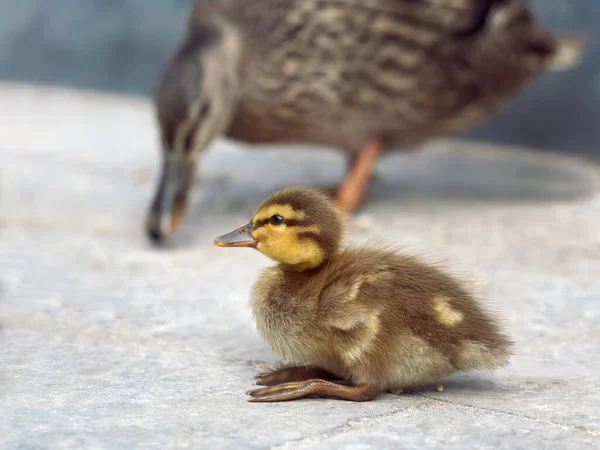 Patrulha Mista Pato Mallard Indian Runner — Fotografia de Stock