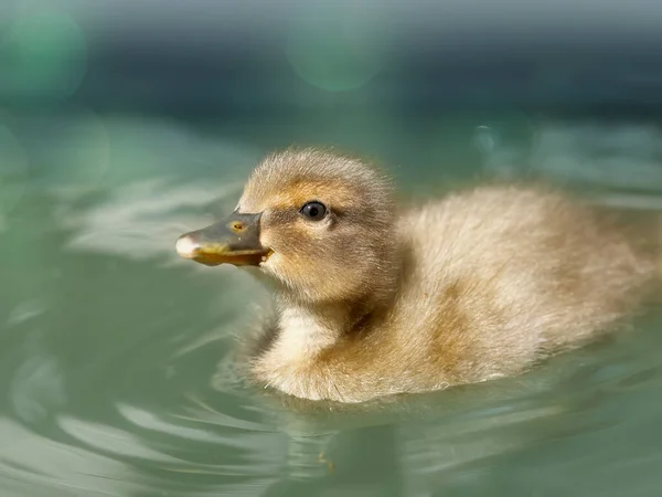 Patrulha Mista Pato Mallard Indian Runner — Fotografia de Stock