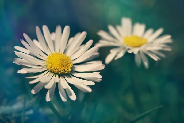 Macro of white daisies against a teal background