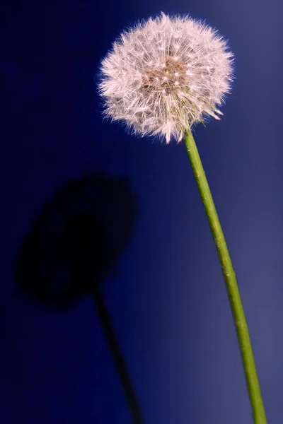 Paardebloem Tegen Een Blauwe Achtergrond Met Schaduw — Stockfoto