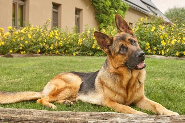 Perro Pastor Alemán Frente Del Jardín —  Fotos de Stock