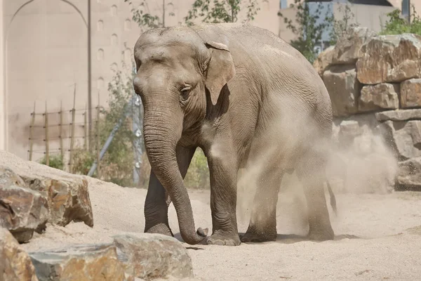 Африканський Слон Зоопарку — стокове фото
