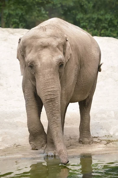 Éléphant Afrique Dans Zoo — Photo