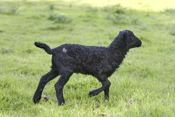 Svart Hankön Ouessant Får Lamm Som Springer Ängen — Stockfoto