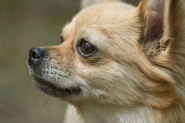 Close Retrato Jovem Filhote Cachorro Chihuahua Feminino — Fotografia de Stock