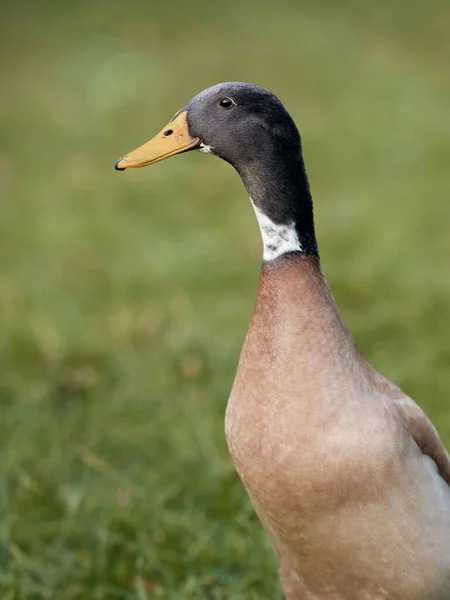 Kahverengi Hintli Koşucu Ördek Bokeh Yeşili Arka Planda — Stok fotoğraf