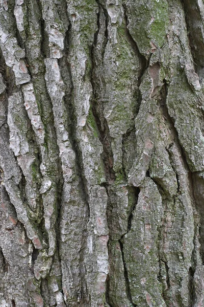 苔のある木の樹皮の質感 — ストック写真