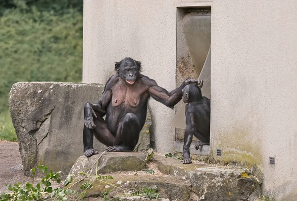 Bonobo Moeder Strelen Haar Baby — Stockfoto
