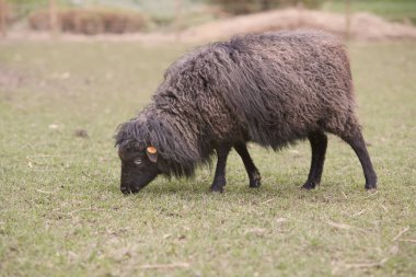 Dişi siyah otlayan koyunlar.