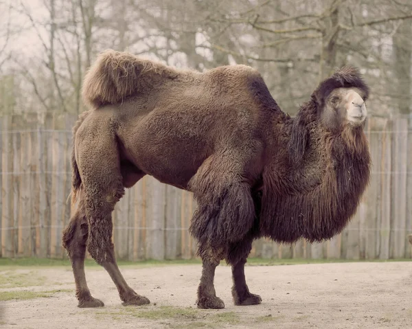 Camel Camelus Bactrianus Στο Ζωολογικό Κήπο — Φωτογραφία Αρχείου
