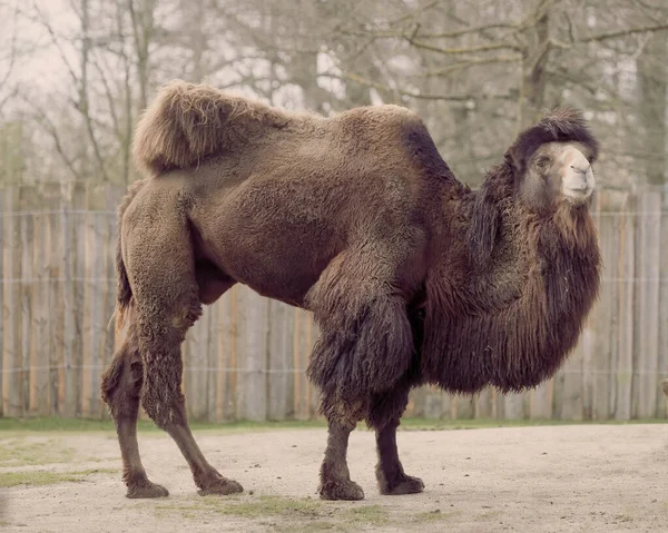 Camelus Bactrianus Zoo — Stock fotografie