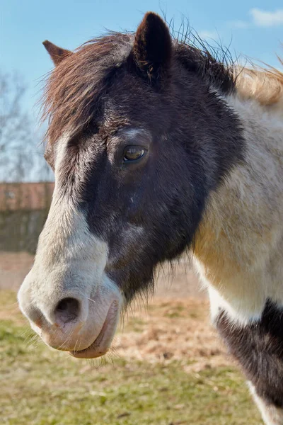 Porträt Eines Ponys — Stockfoto