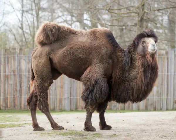 Chameau Dans Zoo Camelus Bactrianus — Photo