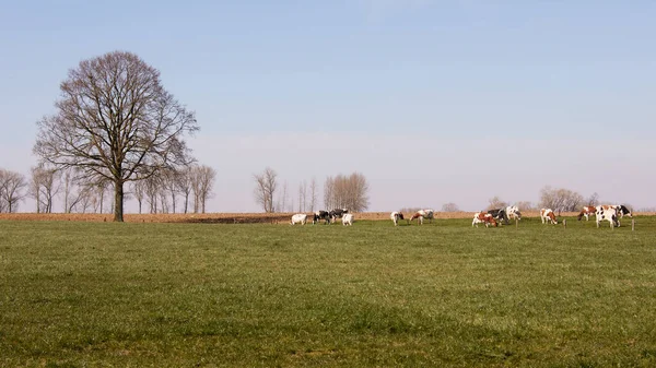 Landelijk Landschap Vlaanderen Met Drie Runderen — Stockfoto