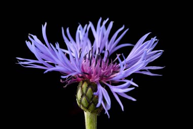 Mor bir mısır çiçeğinin çarpıcı makro görüntüsü. Narin, dikenli yaprakları, parlak rengini vurgulayarak, katıksız siyah arkaplanla güzel bir tezat oluşturuyor..