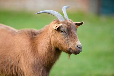 Güzel kahverengi bir keçi yemyeşil bir tarlada duruyor. Çiftlik ya da hayvanlarla ilgili bir tema için mükemmel..