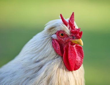 Canlı kırmızı bir tarağı ve yumuşak yeşil bir arka planı olan gururlu beyaz bir horozun yakın plan profili. Doğal ışıkta yakalanmış güzel bir çiftlik kuşu..