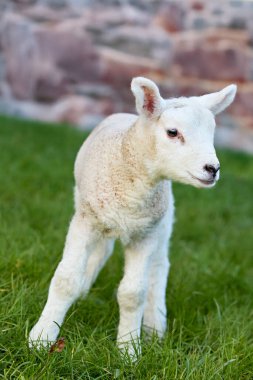 Tüylü beyaz bir kuzu canlı yeşil çimenlerin üzerinde nazikçe durur, bulanık arka planda kırsal bir bina, ilkbaharı ve yeni yaşamı çağrıştırır..