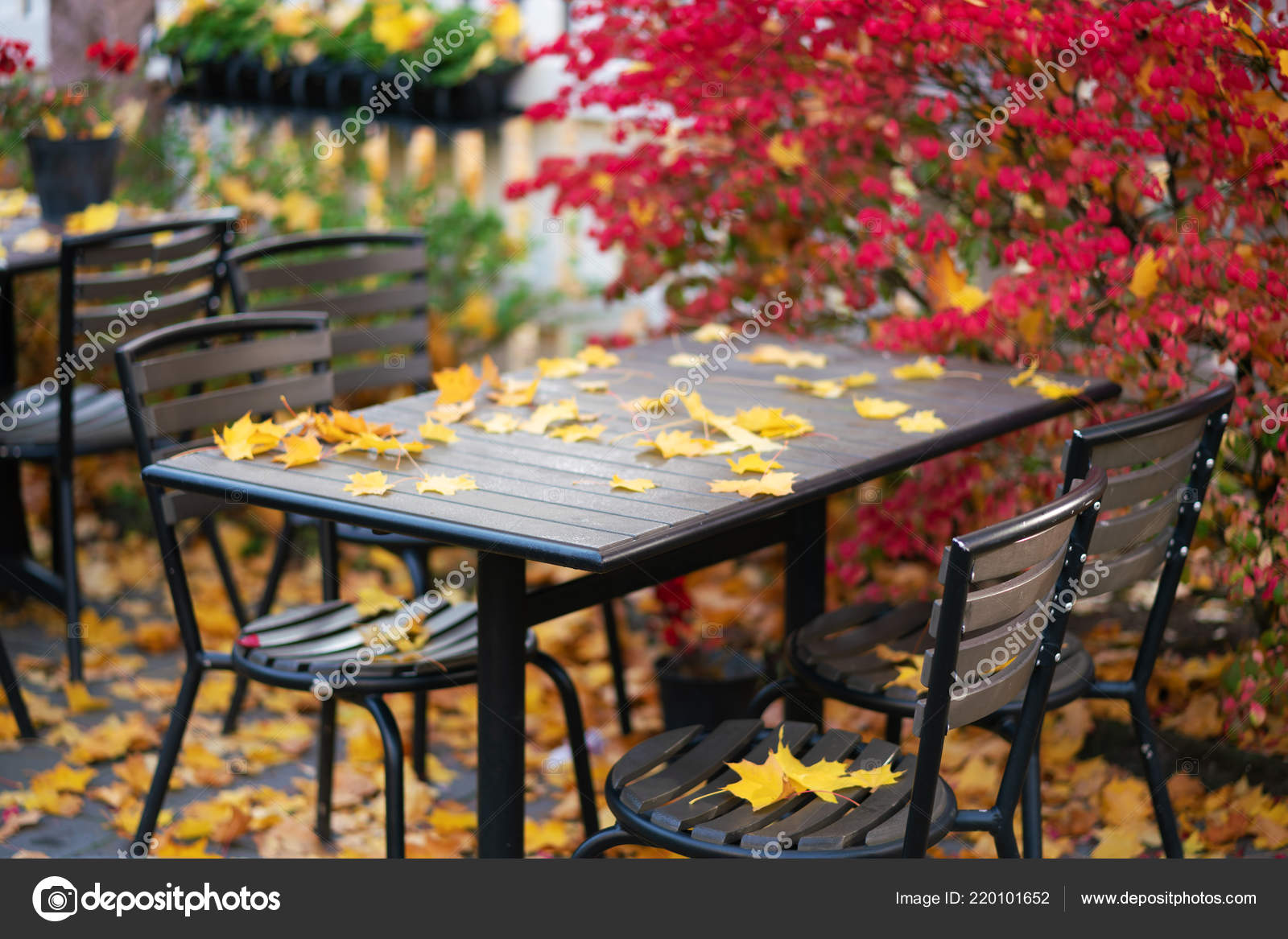 Picture Empty Autumn Cafe Red Yellow Leaves — Stock Photo