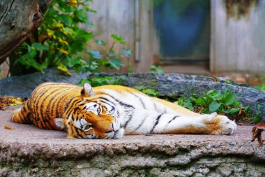 Kayanın üzerinde kaplan liying resmini.