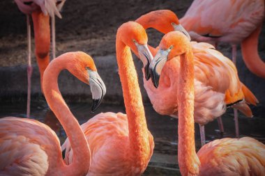 Resim kamerada izlerken flamingolar Grubu'nun.