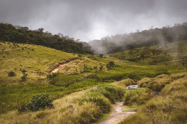 Sri Lanka alanları ve tonda ağaçlar, manzara resmi.