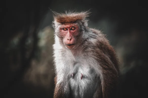 Screaming monkey face Stock Photos, Royalty Free Screaming monkey face  Images | Depositphotos