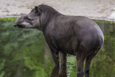 Bebek tapir ayakta azıyorum yansıması ile