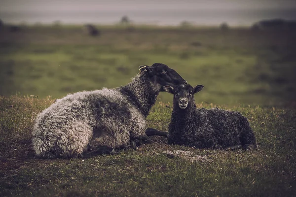 Młode i dorosłe owce razem, leżącej na trawie i patrząc w kamerę. Stonowanych obraz — Zdjęcie stockowe