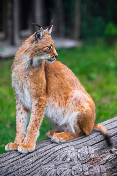Lynx Nella Foresta Seduto Eurasian Gatto Selvatico Pietra Muschiata Verde — Foto Stock
