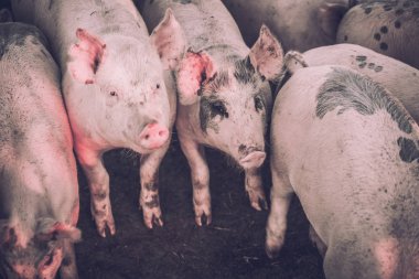 Grup genç pembe domuz çiftliğindeki. Hayvanları Koruma kavramı
