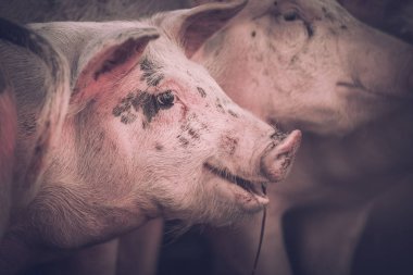 Grup genç pembe domuz çiftliğindeki. Hayvanları Koruma kavramı