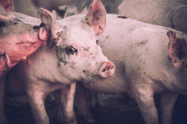Grup genç pembe domuz çiftliğindeki. Hayvanları Koruma kavramı