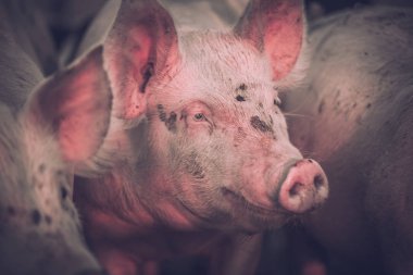 Grup genç pembe domuz çiftliğindeki. Hayvanları Koruma kavramı