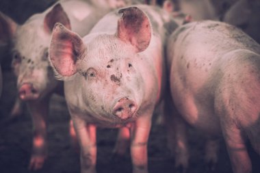 Grup genç pembe domuz çiftliğindeki. Hayvanları Koruma kavramı