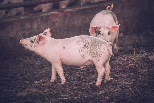 Group of Young pink pigs in the farm. Animal protection concept