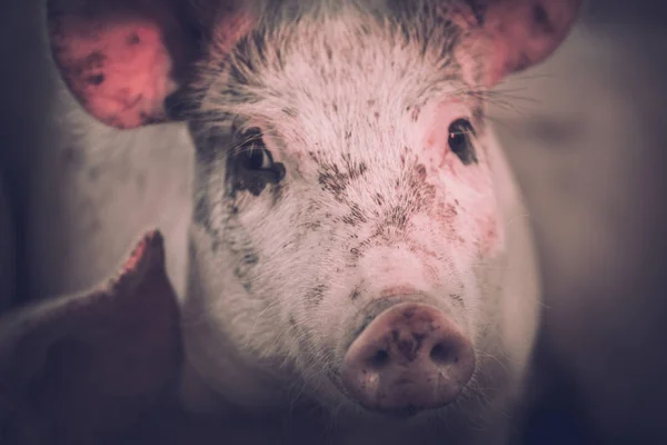 Group of Young pink pigs in the farm. Animal protection concept