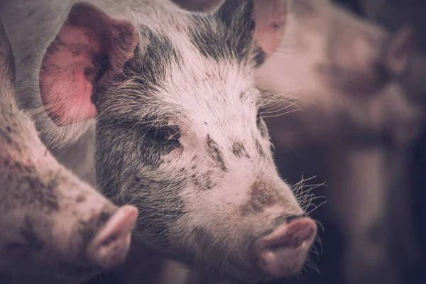 Grupo Cerdos Jóvenes Color Rosa Granja Concepto Protección Animal —  Fotos de Stock