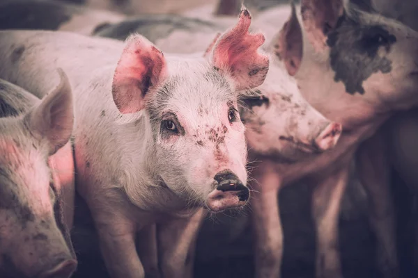 Group of Young pink pigs in the farm. Animal protection concept