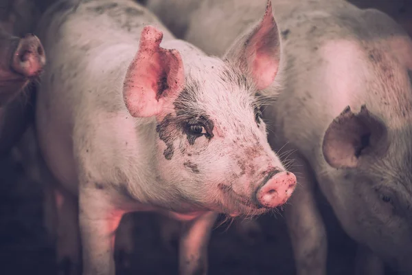 Grupo Cerdos Jóvenes Color Rosa Granja Concepto Protección Animal —  Fotos de Stock