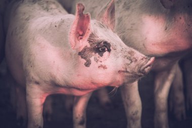 Grup genç pembe domuz çiftliğindeki. Hayvanları Koruma kavramı