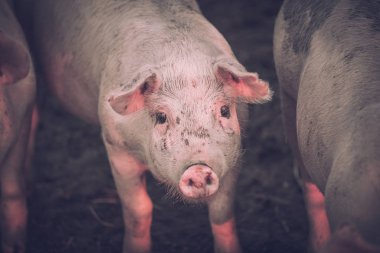 Grup genç pembe domuz çiftliğindeki. Hayvanları Koruma kavramı