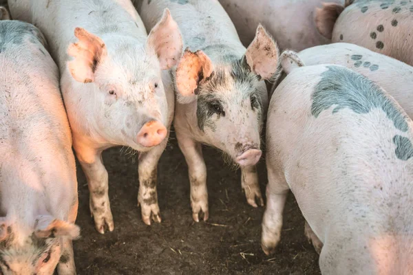 Grupo Cerdos Jóvenes Color Rosa Granja Concepto Protección Animal —  Fotos de Stock