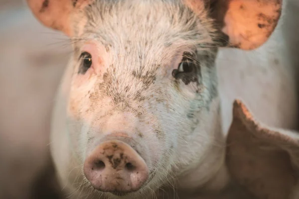 Group of Young pink pigs in the farm. Animal protection concept