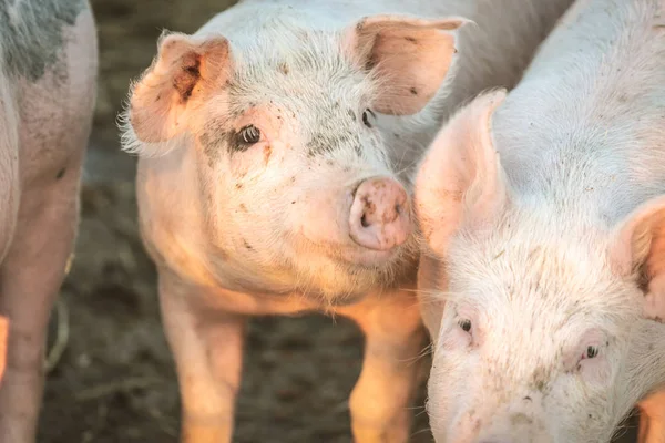 Group of Young pink pigs in the farm. Animal protection concept