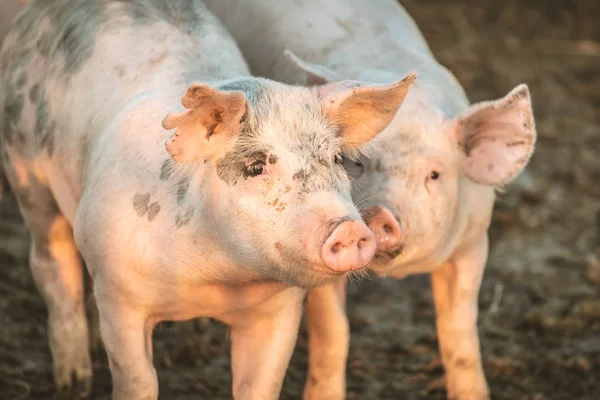 Grupo Cerdos Jóvenes Color Rosa Granja Concepto Protección Animal —  Fotos de Stock