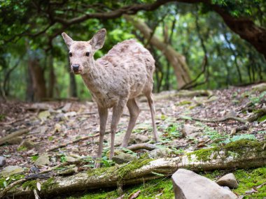 Sweet Little Deer Kid Fawn yeşil arka plan ile ormanda Sunshine ile Side arıyorsunuz
